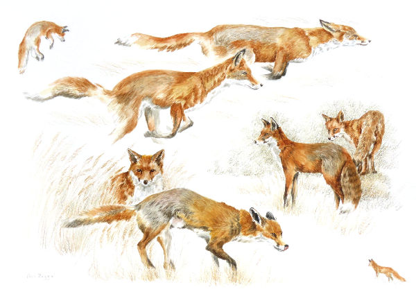 Foxes